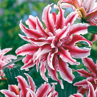 Lilium DOUBLE Magic Star