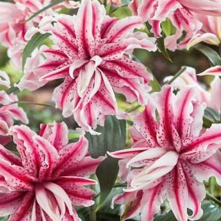 Lilium DOUBLE Magic Star