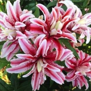 Lilium DOUBLE Magic Star