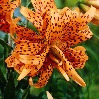 Lilium DOUBLE Fiore Pleno