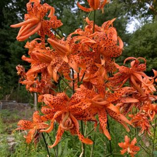 Lilium DOUBLE Fiore Pleno