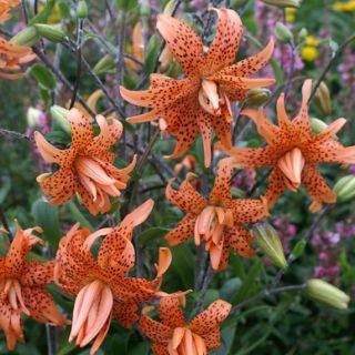 Lilium DOUBLE Fiore Pleno