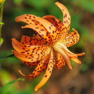 Lilium DOUBLE Fiore Pleno