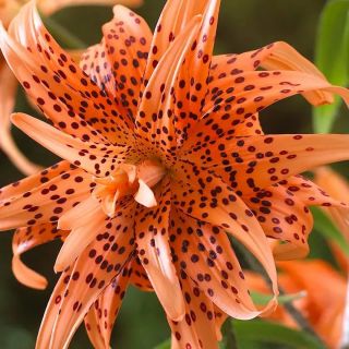 Lilium DOUBLE Fiore Pleno