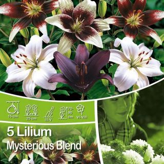 Lilium MYSTERIOUS Blend-6бр.