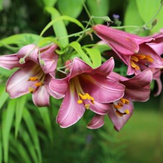 Lilium Trumpet PINK PERFECTION-1бр.