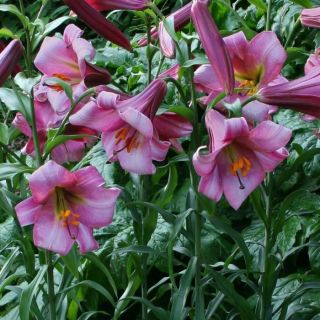 Lilium Trumpet PINK PERFECTION-1бр.