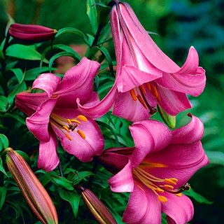 Lilium Trumpet PINK PERFECTION-1бр.