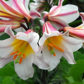 Lilium Trumpet REGALE-1бр.