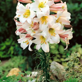 Lilium Trumpet REGALE-1бр.