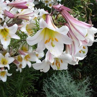 Lilium Trumpet REGALE-1бр.