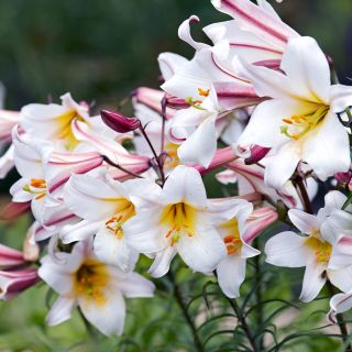 Lilium Trumpet REGALE-1бр.