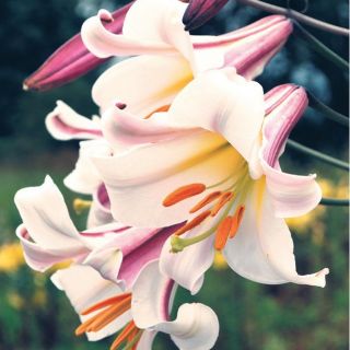 Lilium Trumpet REGALE-1бр.