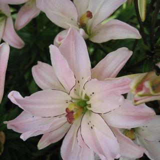 Lilium DOUBLE Spring Pink