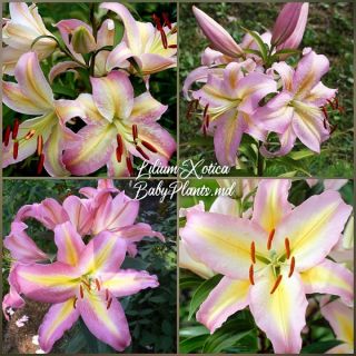 lilium ORIENTAL Xotica /НОВО/