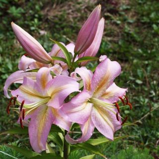 lilium ORIENTAL Xotica /НОВО/