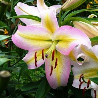 lilium ORIENTAL Xotica /НОВО/