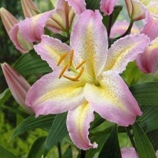 lilium ORIENTAL Xotica /НОВО/