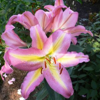 lilium ORIENTAL Xotica /НОВО/