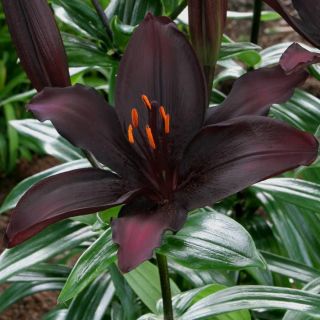 Lilium ASIATIC Black-1бр.