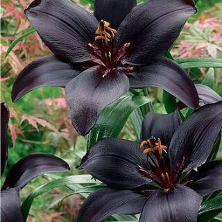 Lilium ASIATIC Black-1бр.