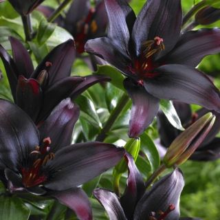 Lilium ASIATIC Black-1бр.