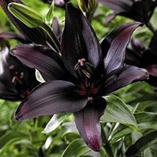 Lilium ASIATIC Black-1бр.