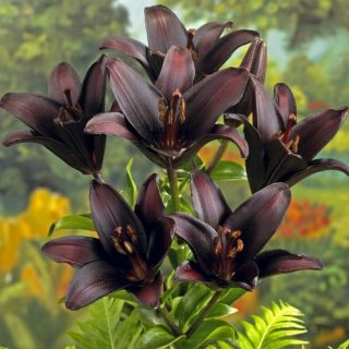 Lilium ASIATIC Black-1бр.