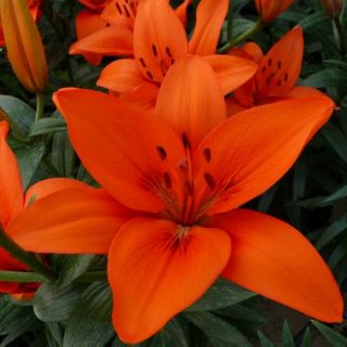 Lilium ASIATIC Orange-1бр.