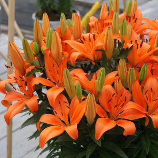 Lilium ASIATIC Orange-1бр.