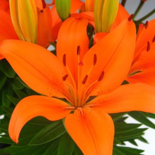 Lilium ASIATIC Orange-1бр.