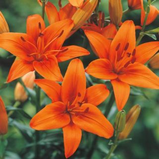 Lilium ASIATIC Orange-1бр.