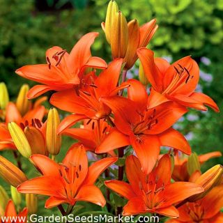 Lilium ASIATIC Orange-1бр.