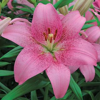 Lilium ASIATIC Pink-1бр.