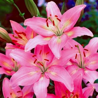 Lilium ASIATIC Pink-1бр.