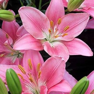 Lilium ASIATIC Pink-1бр.