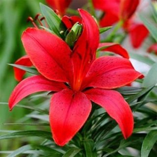 Lilium ASIATIC Red-1бр.