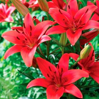 Lilium ASIATIC Red-1бр.