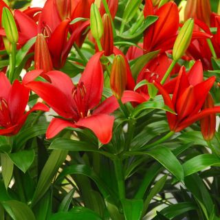 Lilium ASIATIC Red-1бр.