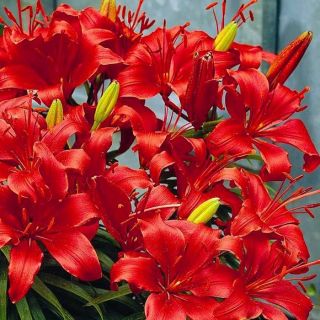 Lilium ASIATIC Red-1бр.