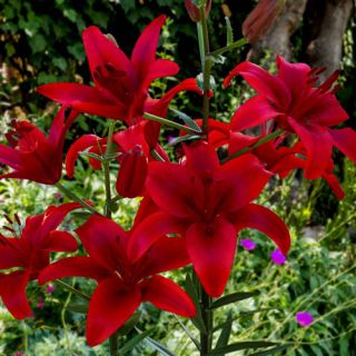 Lilium ASIATIC Red-1бр.