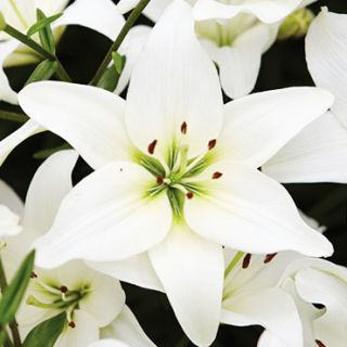 Lilium ASIATIC White-1бр.