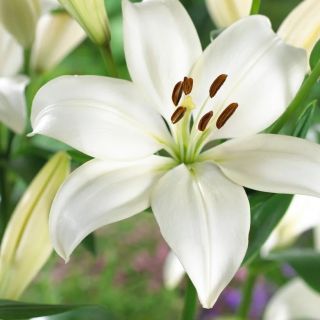 Lilium ASIATIC White-1бр.