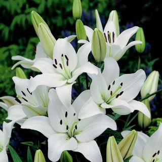 Lilium ASIATIC White-1бр.