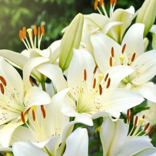 Lilium ASIATIC White-1бр.