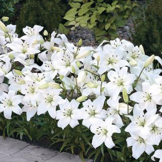 Lilium ASIATIC White-1бр.