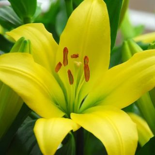 Lilium ASIATIC Yellow-1бр.