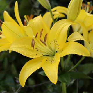 Lilium ASIATIC Yellow-1бр.