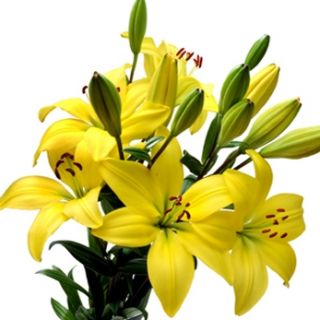 Lilium ASIATIC Yellow-1бр.