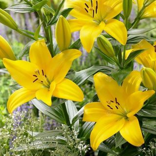 Lilium ASIATIC Yellow-1бр.